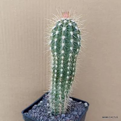 D181 PACHYCEREUS PRINGLEII Pot 10 Cm H 20 Cm W 45 Cm MaMa Cactus • $20