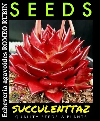 Echeveria Agavoides ROMEO RUBIN 12 X Seeds  Succulent Crassula Family Trackable  • $9.90