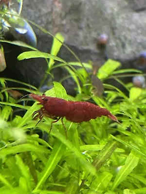 Red Cherry Shrimp (Fire Red) 10+ RCS Neocaridina Dwarf Shrimp • $28.99