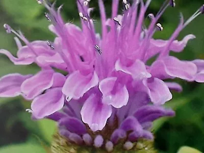 £4.25 • Buy 1 X Monardo Fistulosa Bee Balm Plant-,Hardy Perennial,Spread Vastly.Bee Loving.