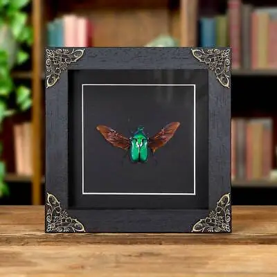 Taxidermy Green Scarab Beetle In Baroque Style Frame (Rhomborhina Chatanayi) • $55.56