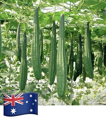 5 Seeds Of   Angled Luffa   Loofah Sin Qua See Gwa Silk Squash Chinese Okra • $3.99