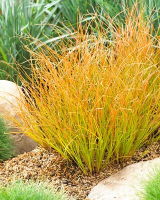 £7.95 • Buy 2x Carex Testacea 'Prairie Fire'  Plug Plants GRASS ORNAMENTAL PERENNIAL