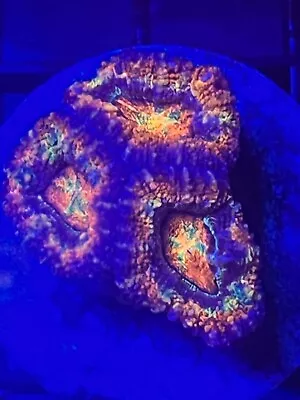 Live Coral Frag Colony Wysiwyg Acan Lord Frag Rainbow Aquacultured • $75