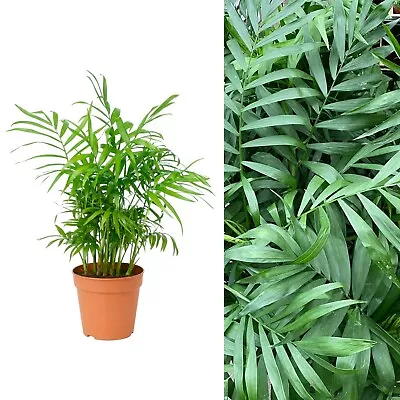 Chamaedorea Elegans 'Parlour Palm' - 40 To 50 Cm - Indoor Plant • £12.99