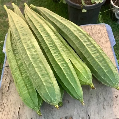 ANGLED LUFFA Loofah Silk Squash Chinese Okra - 25 Seeds Organically Grown • $5.80