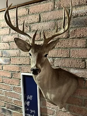 Pedestal Deer Mount • $300