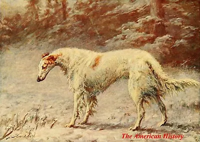 3434 Earl Maud (1864-1943) - New Book Of The Dog 1911 - Borzoi • $39.33