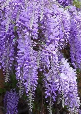 £6.81 • Buy  5 Semi Di Wisteria Sinensis Spettacolare! 
