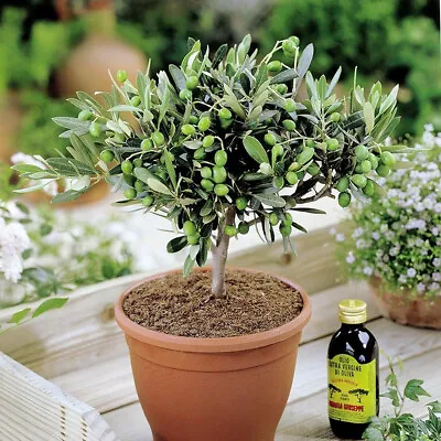 1 X 'olea Europea' Common Olive Tree Evergreen Growing Food Hardy Plant In Pot • £17.99