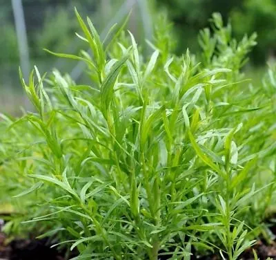 Russian Tarragon Herb Seeds NON-GMO Dragon Wort Variety Sizes FREE SHIPPING • $1.69