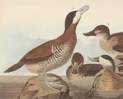 1942 Audubon Art Print 343 Ruddy Ducks. Vintage Bird Illustration. • $9.49