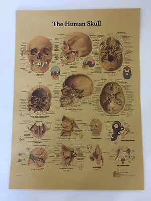 Medical Poster Human Skull Poster Anatomy Educational Print • $11.99