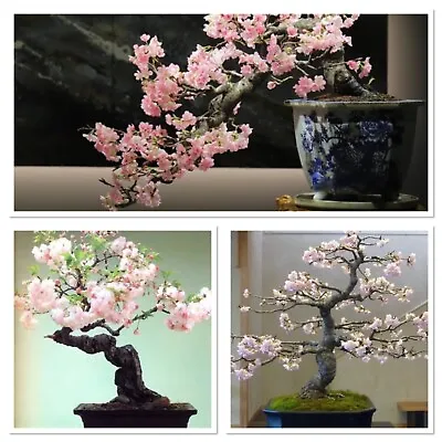 Cherry Blossom Tree Starter Bonsai Tree. 3 Years Old. Fully Uk Hardy Easy! • £13.99