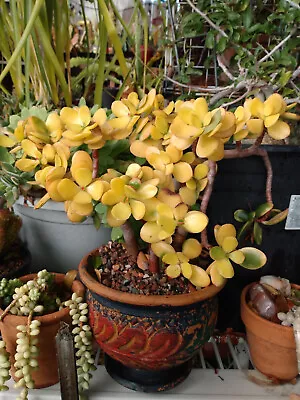  Golden Jade Crassula Ovata Argentea Bold Sunset Fresh Rooted Live Succulent + • $6