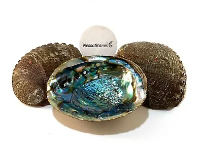 Green Abalone Sea Shell One Side Polished Beach Craft 7  - 8  (10 Pcs) #JC-19 • $143.99