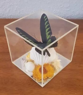 Vintage Taxidermy Butterfly In Acrylic Box • $24.99