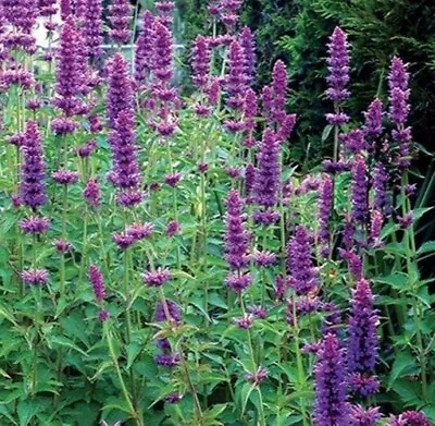 Giant Hyssop Agastache Mexicana Lavender Spikes 1200 Seeds+4  FREE PLANT LABEL • £0.99