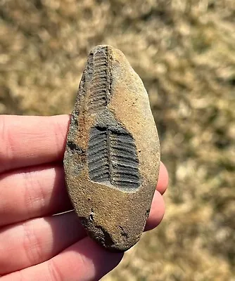 Mazon Creek Fossil Fern 2.75” Illinois Plant Leaves Pennsylvanian Age • $9.99