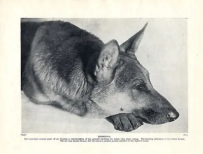 £6.49 • Buy German Shepherd Listening But Alert Charming Image Original Dog Print From 1934