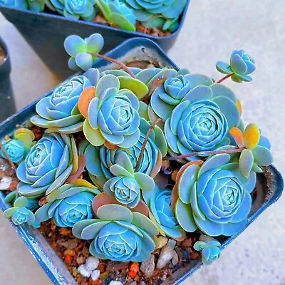 $16.90 • Buy Blue Succulents Witchford Lithops Seeds - Rare Indoor Flower - 100pcs/pack