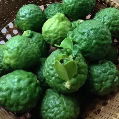 50+ Kaffir Lime Seeds CITRUS HYSTRIX Heirloom Organic Thai Lime Fresh Seeds • £13.32