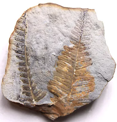 Gorgeous Mazon Creek Crenulopteris Subcrenulata Fern Fossil Carboniferous Plant • $24
