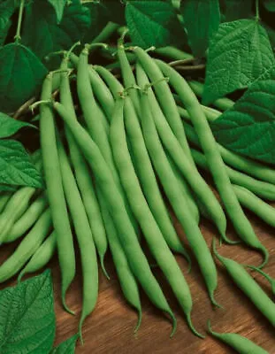 25 Heirloom Blue Lake Pole Bean Seeds - Non GMO - Grown In USA ! Sweet ! Crisp ! • $3