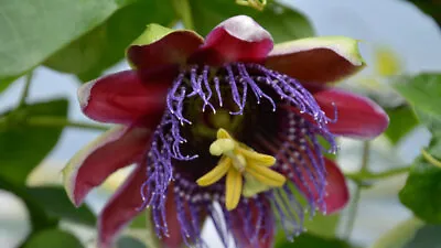 £14.99 • Buy Passiflora Marijke| Passion Flower|12cm Potted Plant