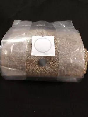 3lb Rye Grain Mushroom Grow Bag With Injection Port.  Fully Sterilized. Organic • $19.99