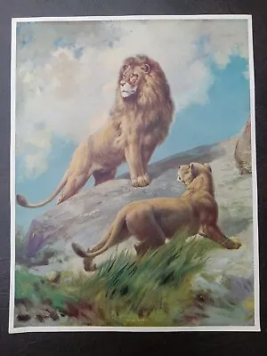 ORIGINAL R ATKINSON FOX Print - TWO LIONS - ELMER LEWIS - 1920s - A ROYAL PAIR • $25