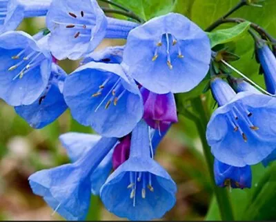 10 Virginia Bluebell Flowers Bareroot Bulbs. • $24