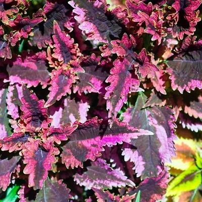 Coleus - Black Dragon Seeds • £2.29