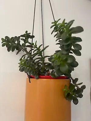 £6.99 • Buy Money Plant (jade Plant)