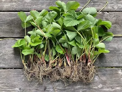 3x Strawberry 'Elsanta' Bare Root High Yield Mid Season Fruit Bush Garden Plants • £5