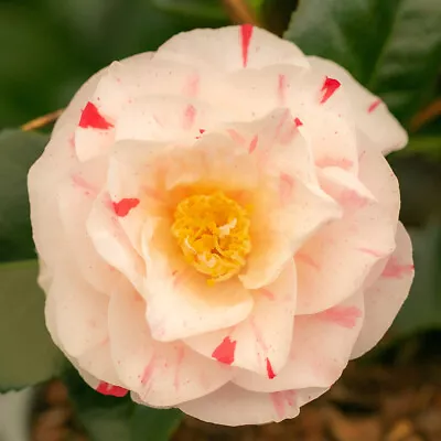 Camellia Contessa Lavinia Maggi 2 Litre Pot White/Red-Pink Bicolor Flowers • £16.95