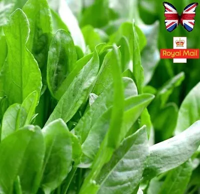 £1.39 • Buy French Sorrel 200 Seeds Lemon Garden  Perennial
