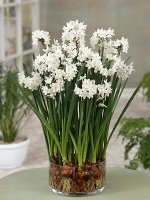 05 Exotic Paper White Ziva Spring & Summer Flower Bulbs • £7