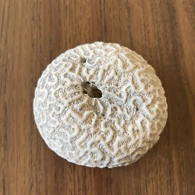 Natural Piece Of Brain Coral Off White From Cayman Islands 13 Oz. 3  X 3  • $14.99