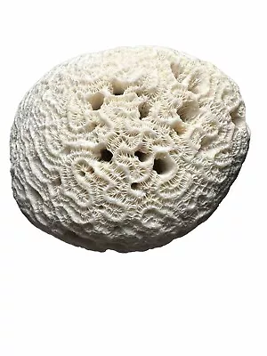 White Brain Coral Aquatic Decorative Display Rock For Fish Tank • $35