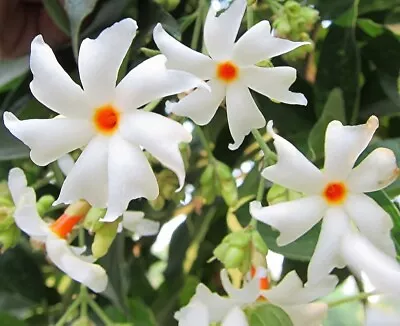 25 Nyctanthes Arbor-tristis Night-flowering Jasmine Seeds • £3.60