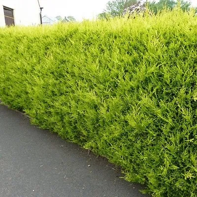 5 Gold Leylandii Hedging Plants 30-45cm Evergreen Conifer Fast Growth Potted • £16.95