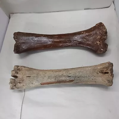 Fossilised Prehistoric Bison Bones Found In The Atlantic 500AD • £90