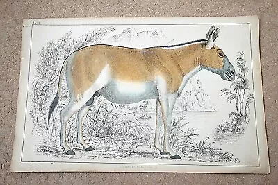 FULLARTON/ O.GOLDSMITH C1852 HAND-COLOURED PRINT: Dziggtai - Wild Horse Of Tibet • £17.99