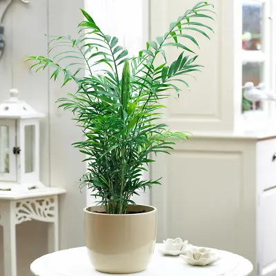 Chamaedorea Elegans Palm - Premium Tall Indoor House Plant Décor Potted 13cm • £12.99