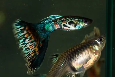 10 Fancy Guppies ( Multi Delta And Blue Moscow Mix) 10 Fry • $4.99