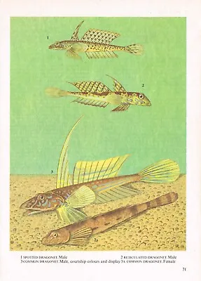 Dragonet Spotted Reticulated Common Fish Print Picture Vintage 1985 IBOV#71 • $4.34