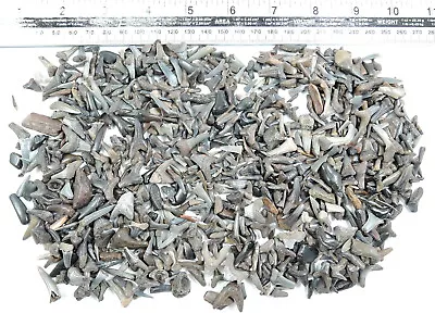 100 Fossil Shark Teeth Otodus Mako Vertebrae • $11.19