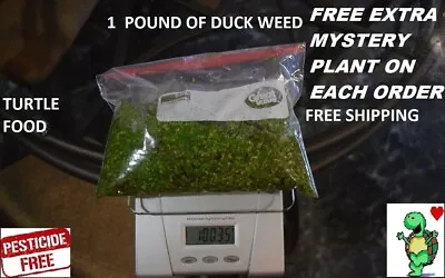 1 Pound Duckweed  Live Plants Turtle Herp Food Organic No Chemicals Tank Raised • $19.99