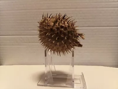 Vintage Taxidermy Hunting Puffer Porcupine Real Fish Blowfish • $10.50